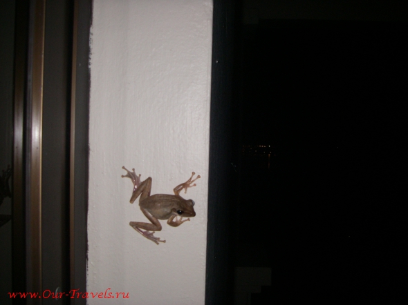 К моему удивлению, практически никаких экзотических животных в отеле не встречалось. Единственное, что мы один раз увидели на стене балкона — это лягушка с присосками на лапах, за счет чего она совершенно спокойно передвигалась по отвесным стенам здания.