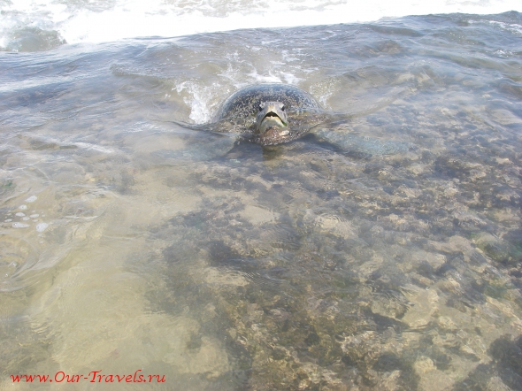 Ну а главная достопримечательность Хиккадувы — это огромные черепахи,