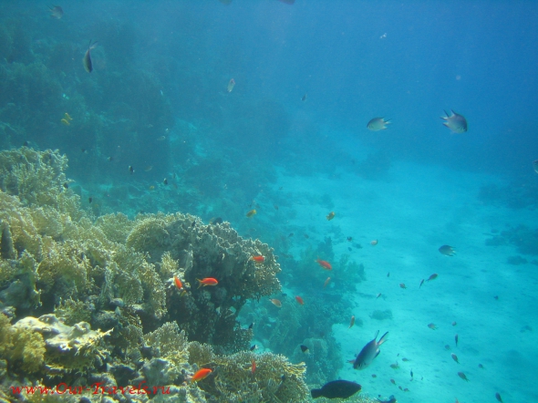Здесь можно бесконечно долго плавать среди коралловых рифов.