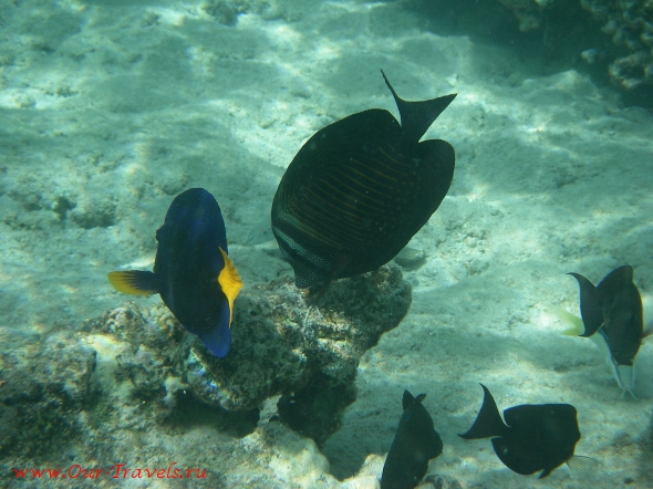 Два разных вида рыб с одинаковым названием -  рыба-хирург. Справа — парусовидная, слева желтохвостая.
