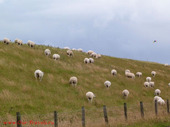 И домашние овцы